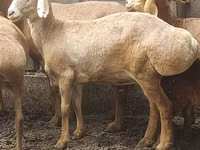 نعجة, Arashan sheep — الصورة 1