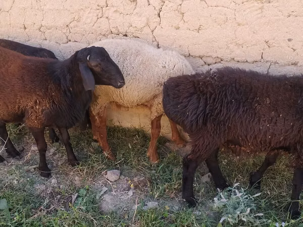 Carnero, Ovejas — Kirguistán