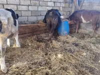 Sigir, Simmental cattle — 3-rasm
