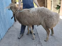 كبش, Rhon sheep — الصورة 2