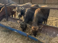 Toro, Swiss cattle — foto 8