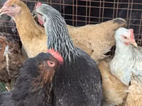 Turkeys — 照片 8