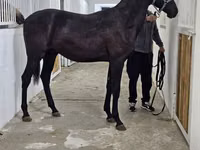 Hengst, Akhal-Teke — Foto 8