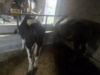 Bulle, Holstein-Rasse — Foto 6