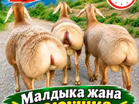Schaf, Arashan sheep — Foto 1