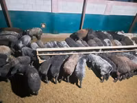 मेढ़ा, भेड़ — फ़ोटो 7