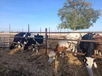 Kuh, Russian Black pied cattle — Foto 2