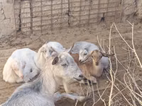 Ziege, Saanen goat — Foto 2