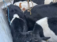 Toro, Ganado vacuno — foto 4