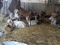 Cabra, Saanen goat — foto 3