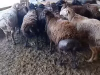 Қошқар, Қойлар — 2-сурет
