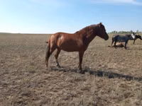 Бээ, Мугалжар тукуму — сүрөт 7