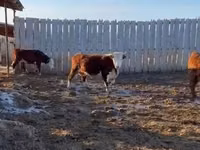 Kuh, Yaroslavl cattle — Foto 6