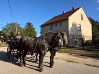 Hengst, Percheron — Foto 4