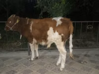 Bulle, Simmental cattle — Foto 2