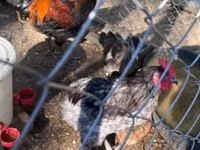 Marans — Foto 1