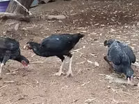 Chickens — الصورة 4
