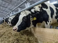 Kuh, Holstein-Rasse — Foto 8