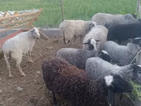 Widder, Romanov sheep — Foto 1