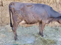 母牛, Swiss cattle — 照片 4