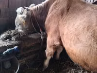 Buqa, Simmental cattle — 2-rasm