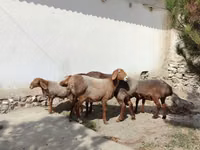 كبش, الأغنام — الصورة 7
