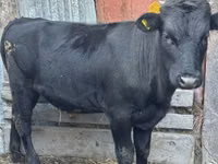 Bulle, Aberdeen-Angus — Foto 1