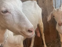 Ziege, Saanen goat — Foto 8