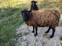 Oveja, Ouessant sheep — foto 1