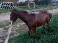 Hengst, Kazakh horse — Foto 4