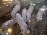 خنزير ذكر — الصورة 3