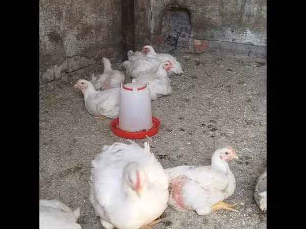 Chickens — Kirgisistan