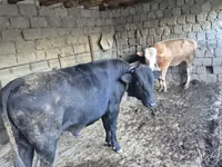 Toro, Russian Black pied cattle — foto 6