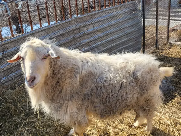 Cabro, Saanen goat — Kazajistán