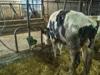 सांड, Russian Black pied cattle — फ़ोटो 4
