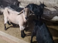 Ziegenbock, Alpine goat — Foto 6