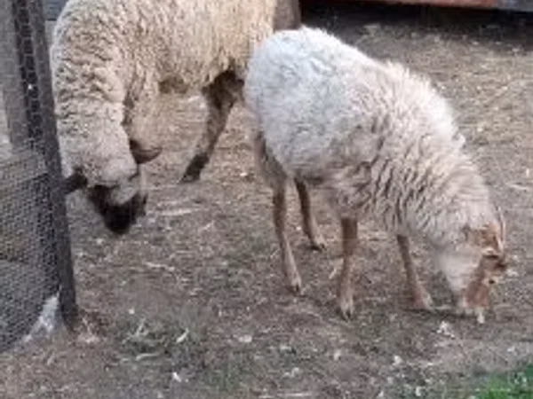 Ovejas (lote, sexo no especificado), Ovejas