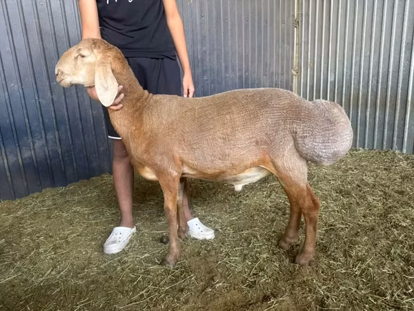 Widder, Arashan sheep