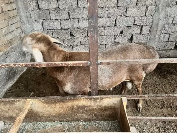 Кочкор, Койлор