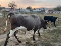 ثور, الماشية — الصورة 3