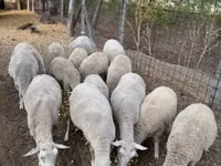 أغنام (دفعة، الجنس غير محدد), Ile-de-France sheep — الصورة 2