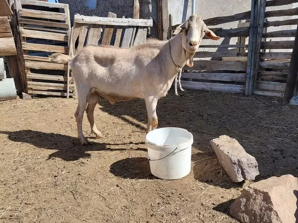 تيس, Saanen goat