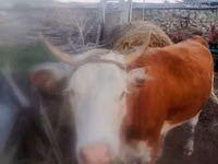 Kuh, Simmental cattle — Foto 3