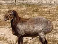 Кочкор, Арашан — сүрөт 1