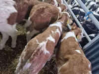 Cattle (batch, sex not specified), Cattle — photo 2