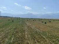 Сено в тюках (люцерна) - Кормовая люцерна, спрессованная в — сүрөт 1