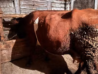 بقرة, Simmental cattle — الصورة 4