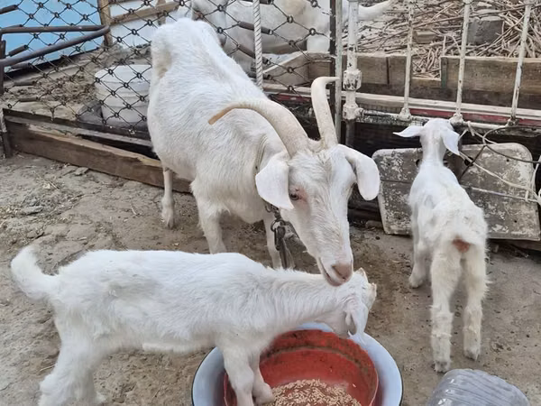 母山羊, Saanen goat — 乌兹别克斯坦