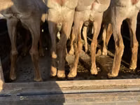 Schaf, Arashan sheep — Foto 2