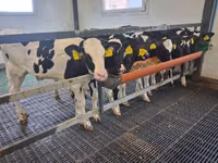 ثور, Russian Black pied cattle — الصورة 6